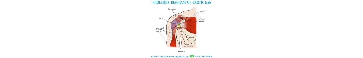 Shoulder