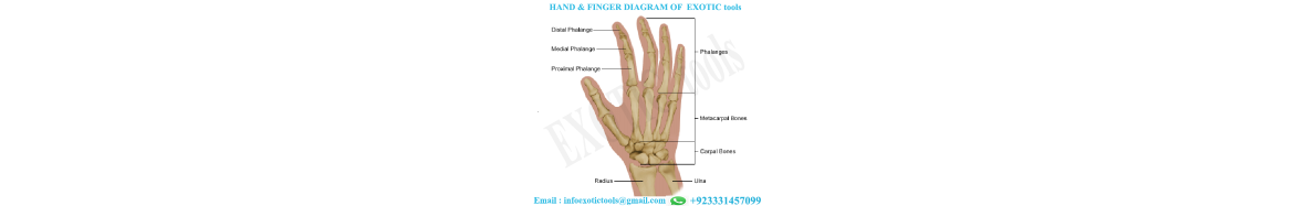 Hand & Finger 