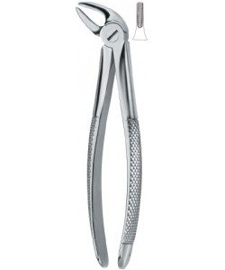 Lower Incisors and Canines 4